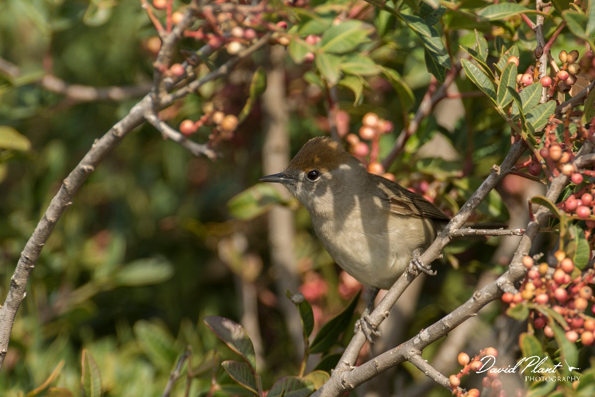 DPPhotography - Cyprus - Blackcap - B.jpg - Blackcap, female - Cape Greco