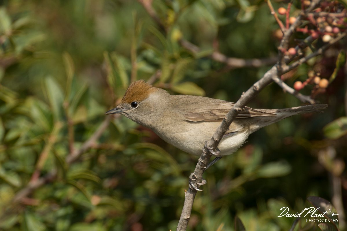DPPhotography - Cyprus - Blackcap - C.jpg - Blackcap, female - Cape Greco