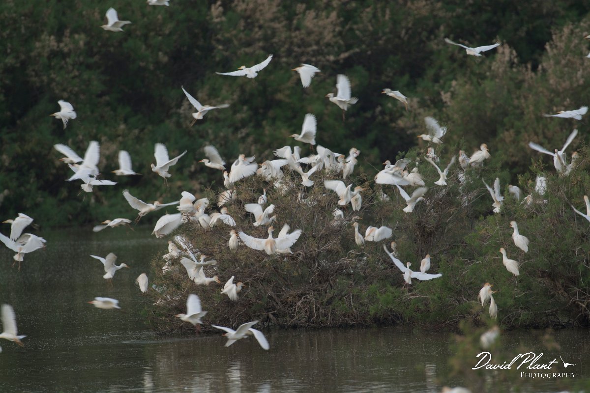 DPPhotography - Cyprus - Cattle egret - A.jpg - Cattle egret - Oroklini Marsh
