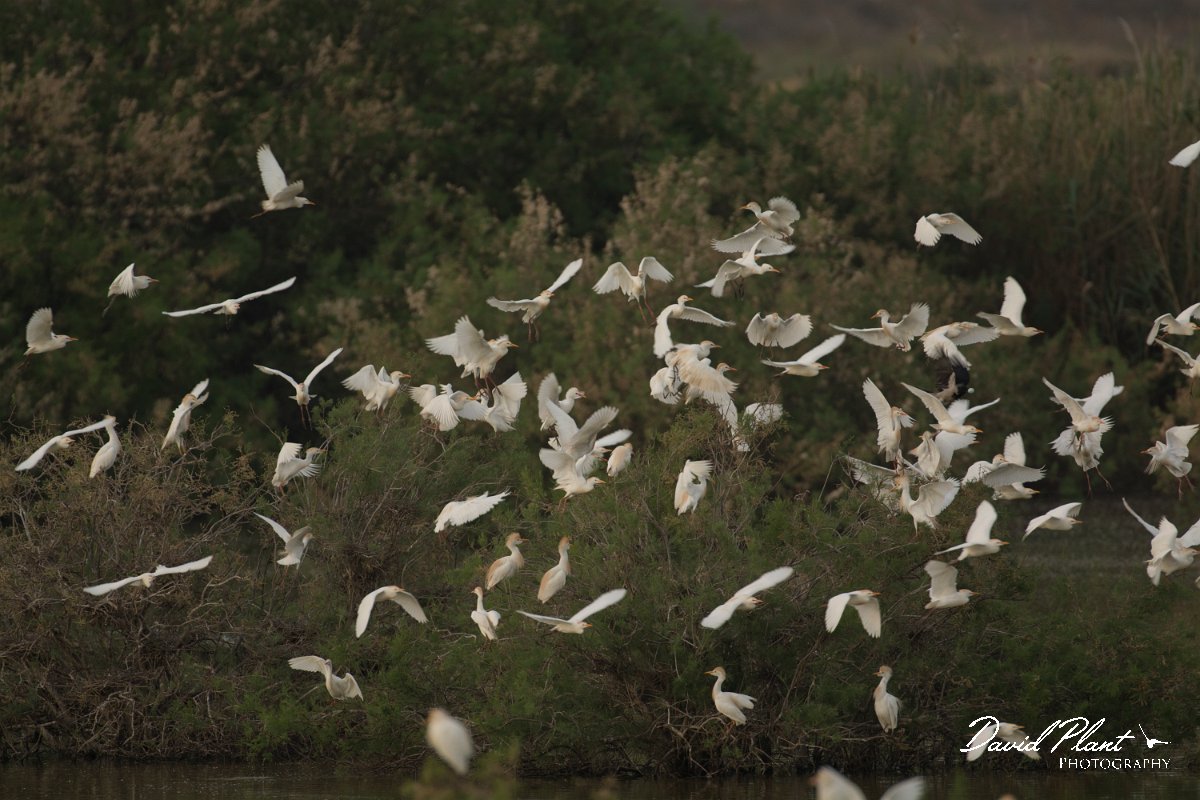 DPPhotography - Cyprus - Cattle egret - B.jpg - Cattle egret - Oroklini Marsh