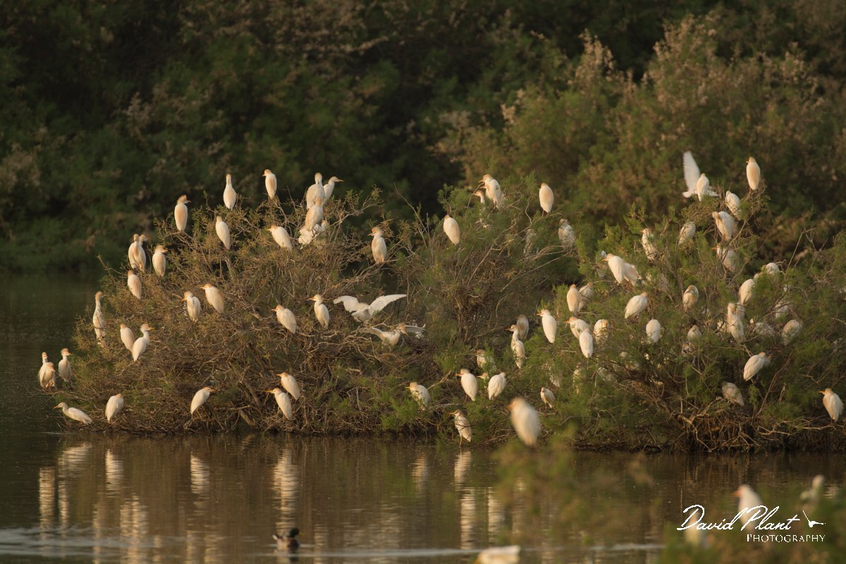 DPPhotography - Cyprus - Cattle egret - C.jpg - Cattle egret - Oroklini Marsh