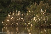 DPPhotography - Cyprus - Cattle egret - C