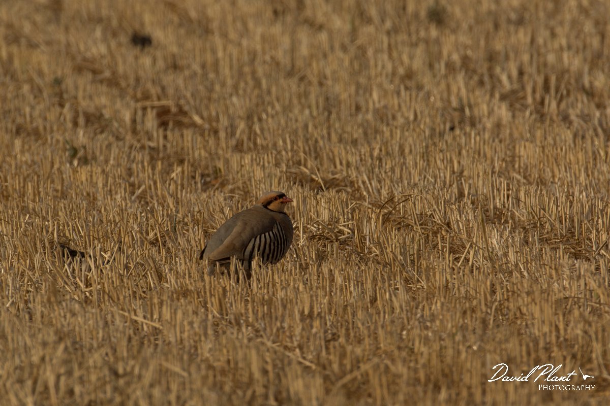 DPPhotography - Cyprus - Chukar - A.jpg - Chukar - Cape Greco