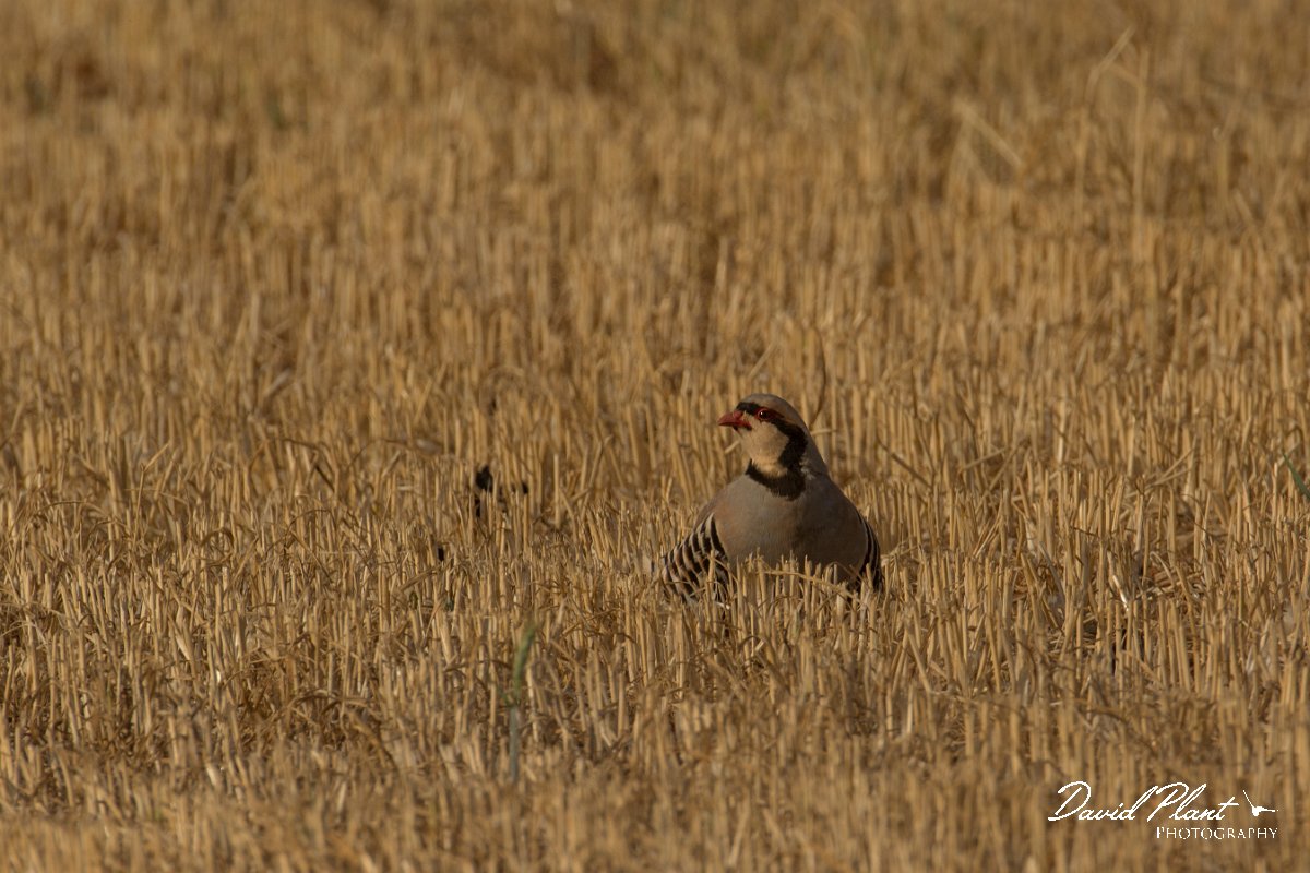 DPPhotography - Cyprus - Chukar - B.jpg - Chukar - Cape Greco
