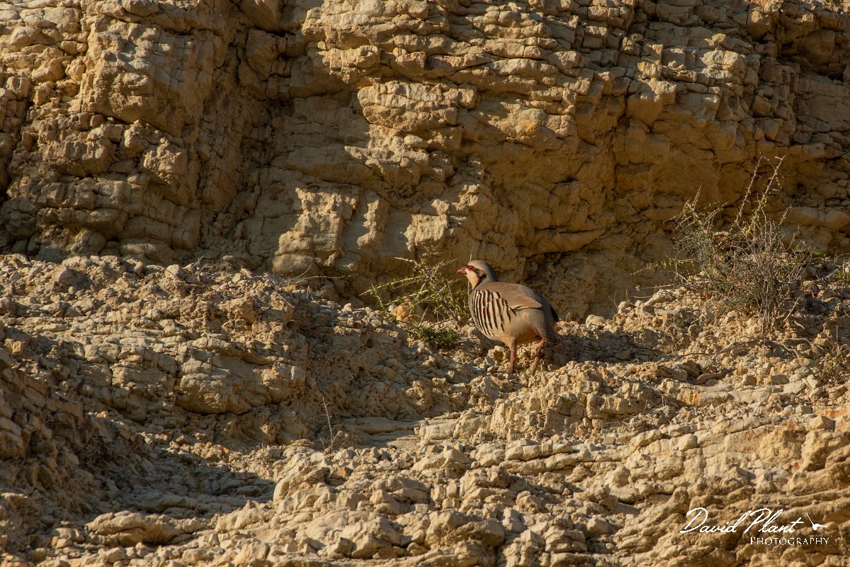 DPPhotography - Cyprus 2 - Chukar - B.jpg - Chukar - Aspro pools area, Cyprus