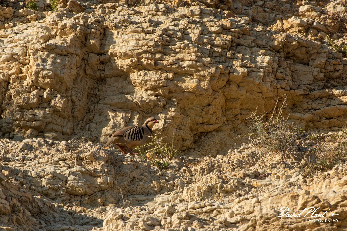 DPPhotography - Cyprus 2 - Chukar - C.jpg - Chukar - Aspro pools area, Cyprus
