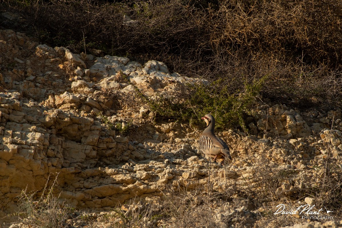 DPPhotography - Cyprus 2 - Chukar - D.jpg - Chukar - Aspro pools area, Cyprus