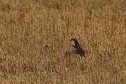 DPPhotography - Cyprus - Chukar - B