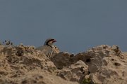 DPPhotography - Cyprus - Chukar - C