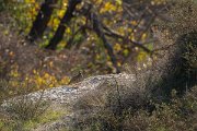 DPPhotography - Cyprus 2 - Chukar - A