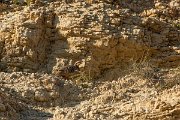 DPPhotography - Cyprus 2 - Chukar - C