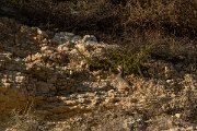 DPPhotography - Cyprus 2 - Chukar - D
