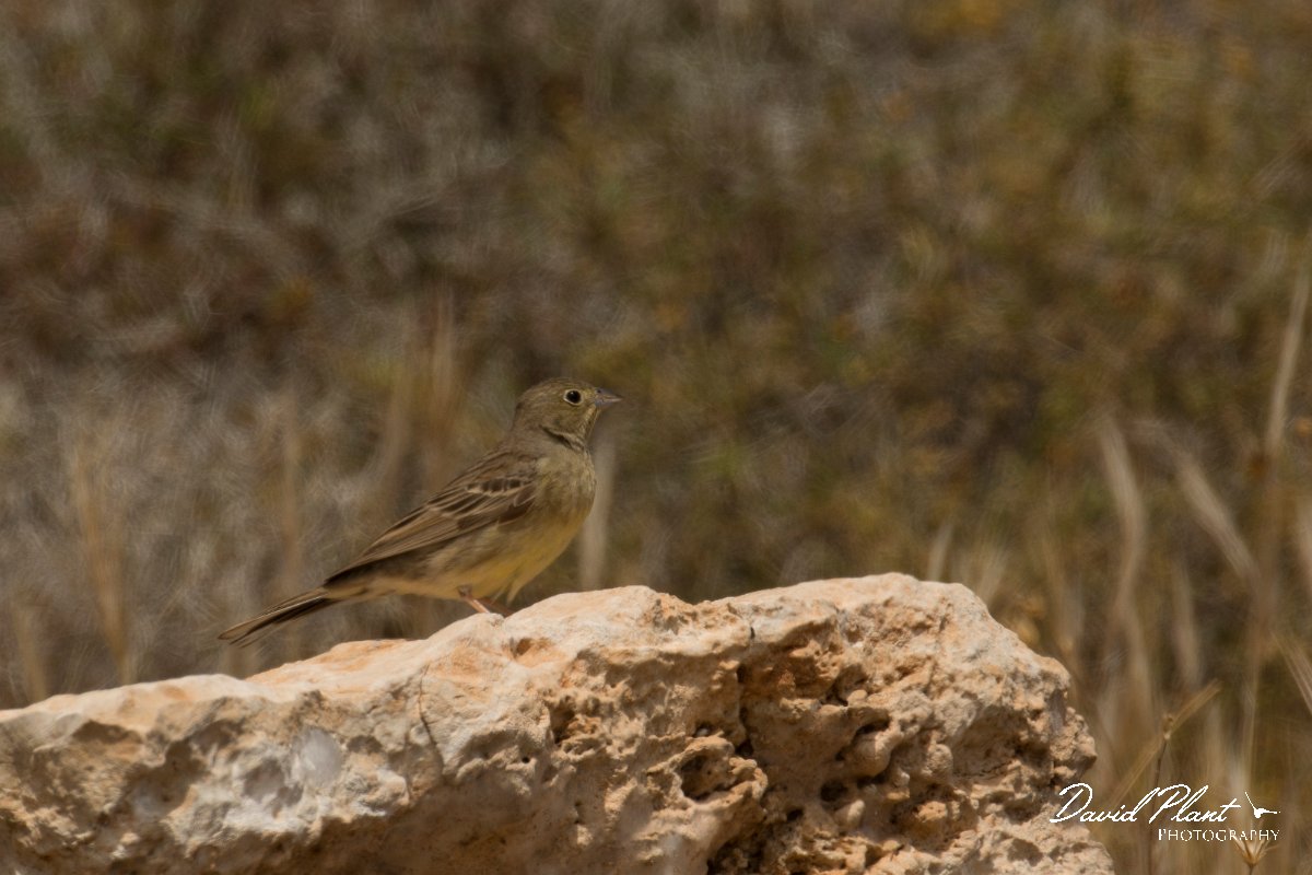 DPPhotography - Cyprus - Cinereous bunting - A.jpg - Cinereous bunting - Agia Napa Sewage Works