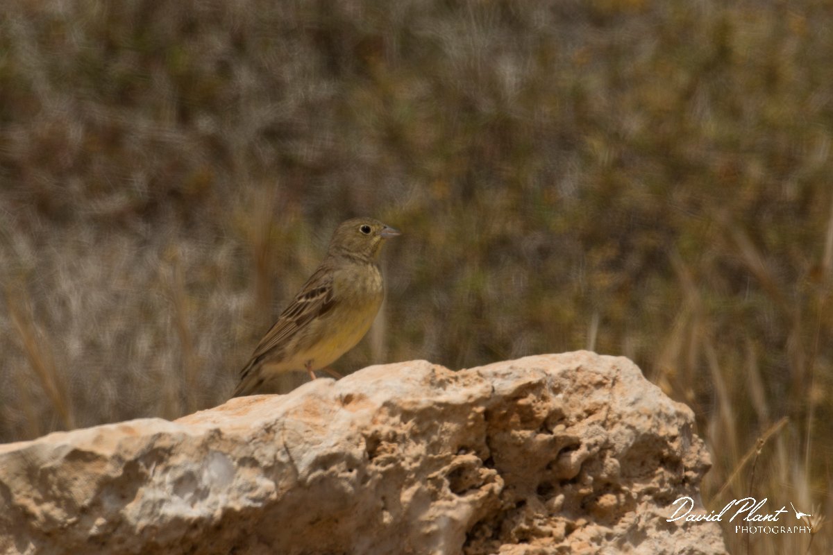 DPPhotography - Cyprus - Cinereous bunting - B.jpg - Cinereous bunting - Agia Napa Sewage Works