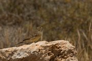 DPPhotography - Cyprus - Cinereous bunting - A