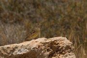 DPPhotography - Cyprus - Cinereous bunting - B