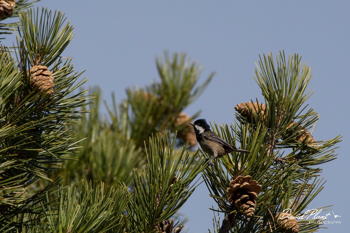 DPPhotography - Cyprus 2 - Coal tit - A.jpg - Coal tit - Troodos village, Cyprus
