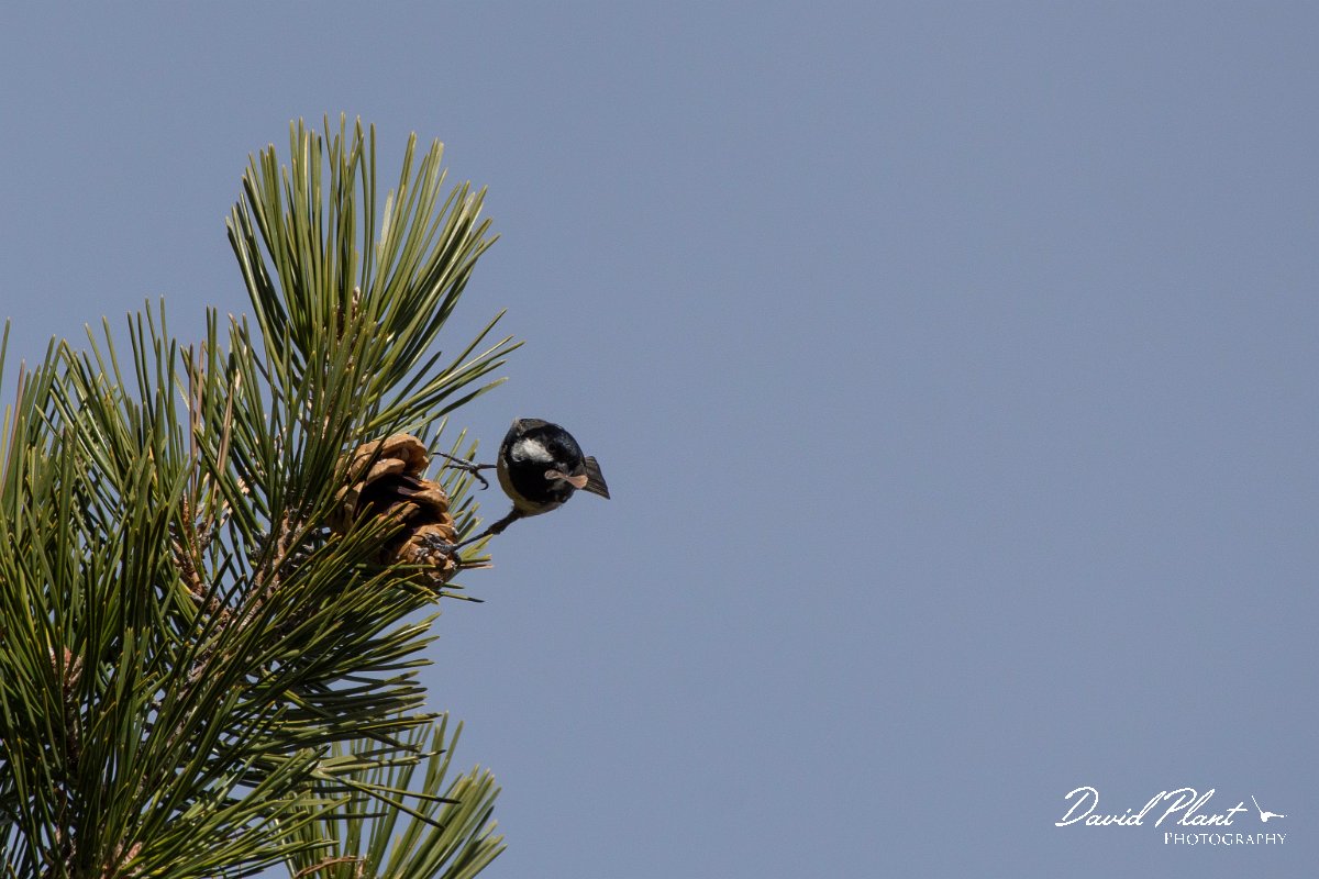 DPPhotography - Cyprus 2 - Coal tit - C.jpg - Coal tit - Troodos village, Cyprus