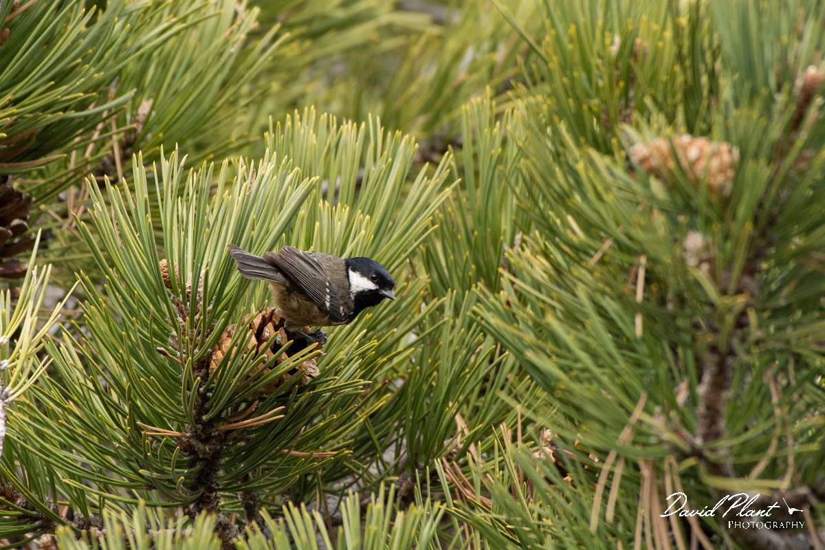 DPPhotography - Cyprus 2 - Coal tit - D.jpg - Coal tit - Troodos village, Cyprus