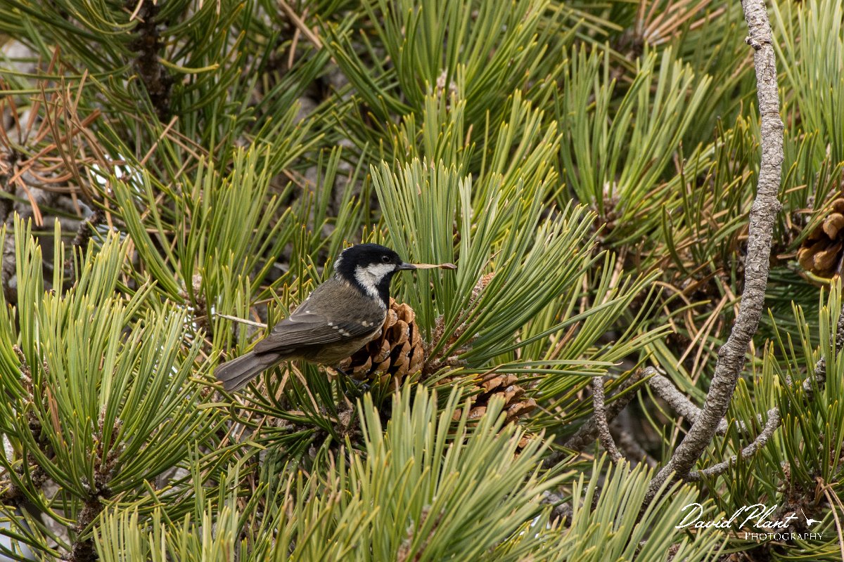DPPhotography - Cyprus 2 - Coal tit - E.jpg - Coal tit - Troodos village, Cyprus