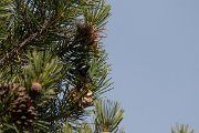 DPPhotography - Cyprus 2 - Coal tit - B
