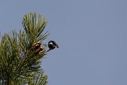 DPPhotography - Cyprus 2 - Coal tit - C
