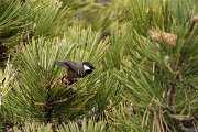 DPPhotography - Cyprus 2 - Coal tit - D