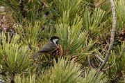 DPPhotography - Cyprus 2 - Coal tit - E