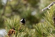 DPPhotography - Cyprus 2 - Coal tit - F
