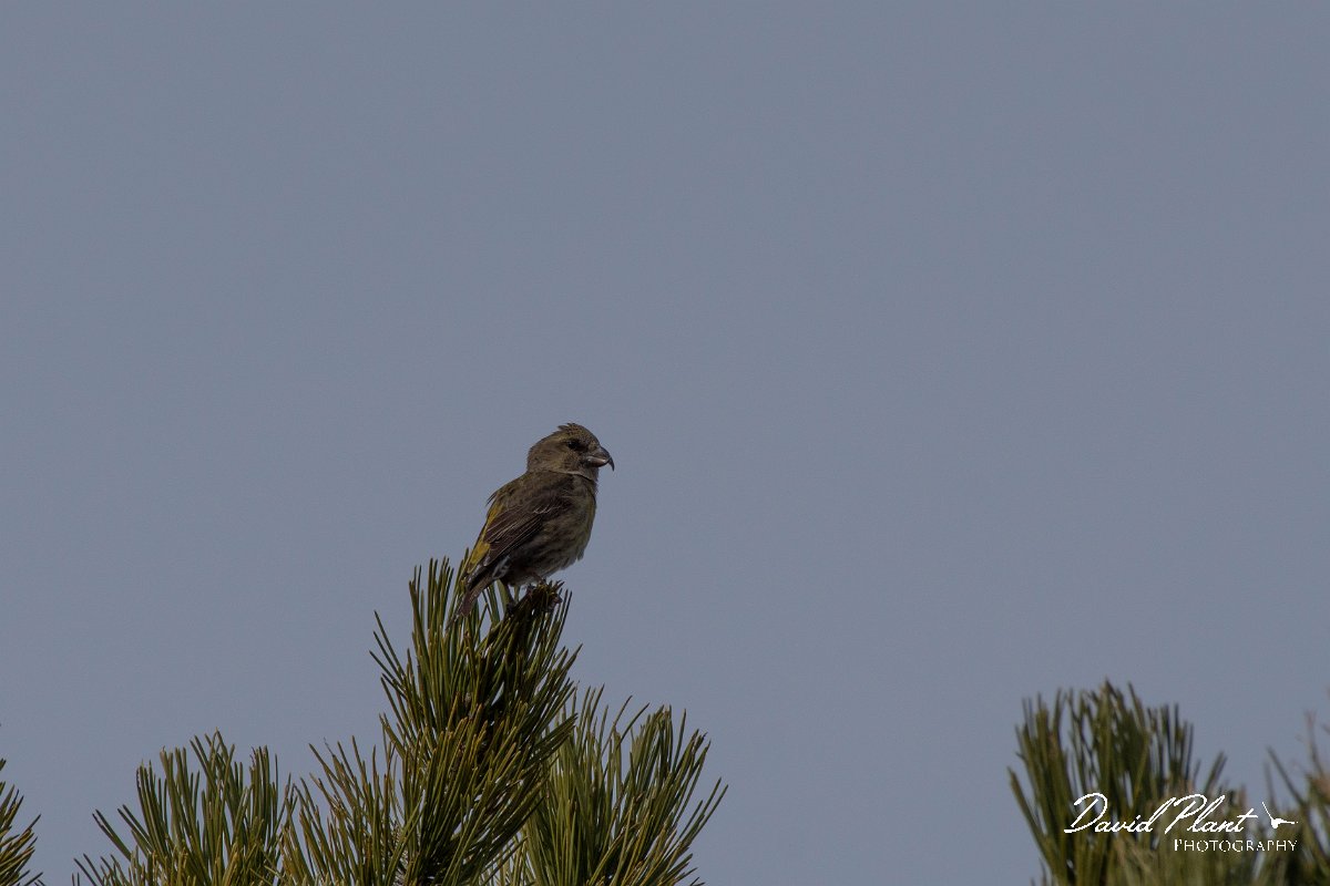 DPPhotography - Cyprus 2 - Common crossbill - A.jpg - Common crossbill - Troodos village, Cyprus