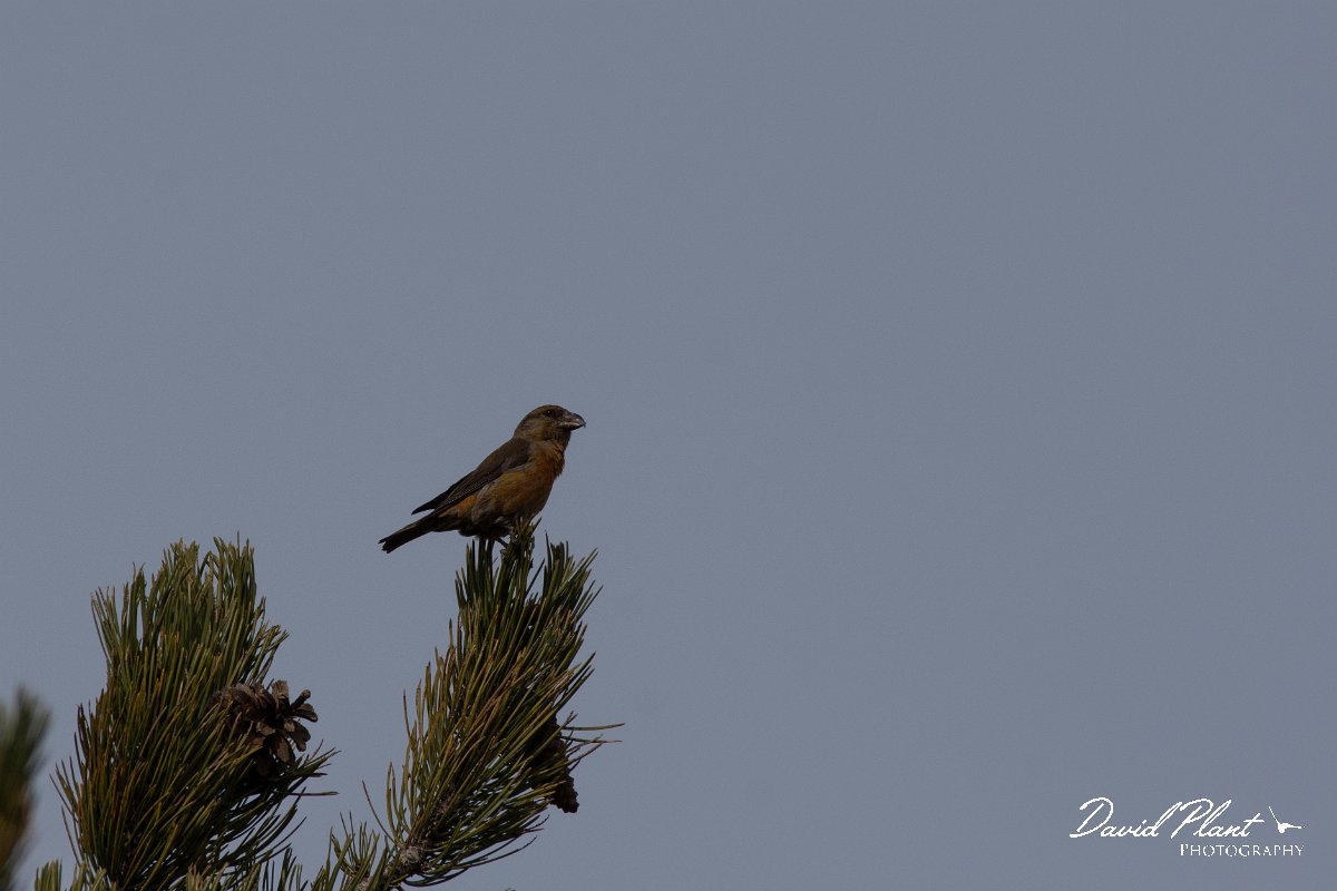 DPPhotography - Cyprus 2 - Common crossbill - B.jpg - Common crossbill - Troodos village, Cyprus