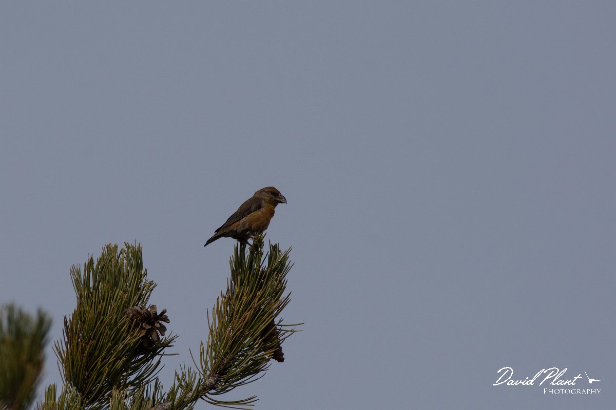 DPPhotography - Cyprus 2 - Common crossbill - C.jpg - Common crossbill - Troodos village, Cyprus