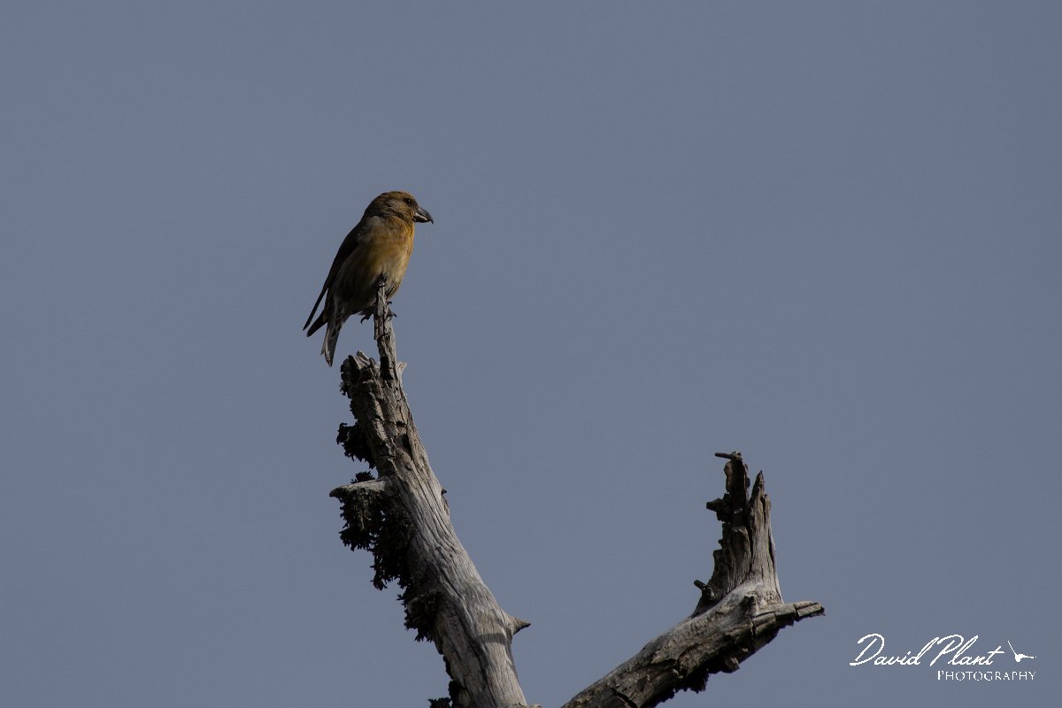 DPPhotography - Cyprus 2 - Common crossbill - E.jpg - Common crossbill - Troodos village, Cyprus