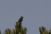 DPPhotography - Cyprus 2 - Common crossbill - A