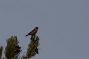 DPPhotography - Cyprus 2 - Common crossbill - B
