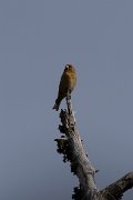DPPhotography - Cyprus 2 - Common crossbill - D