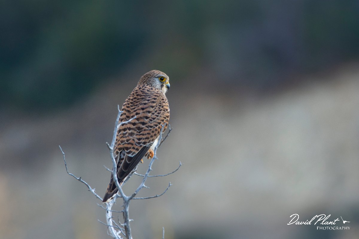 DPPhotography - Cyprus 2 - Common kestrel - A.jpg