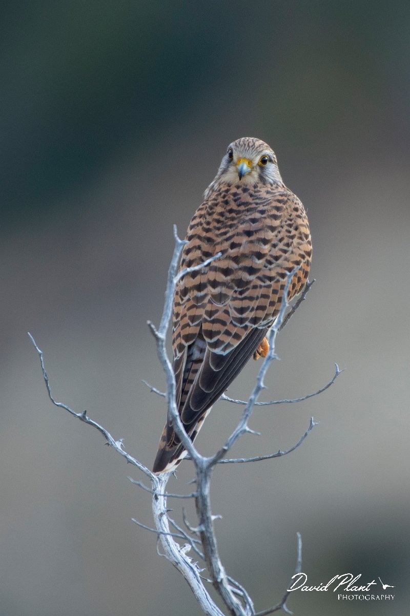 DPPhotography - Cyprus 2 - Common kestrel - B.jpg - Common kestrel - Avagas Gorge, Cyprus