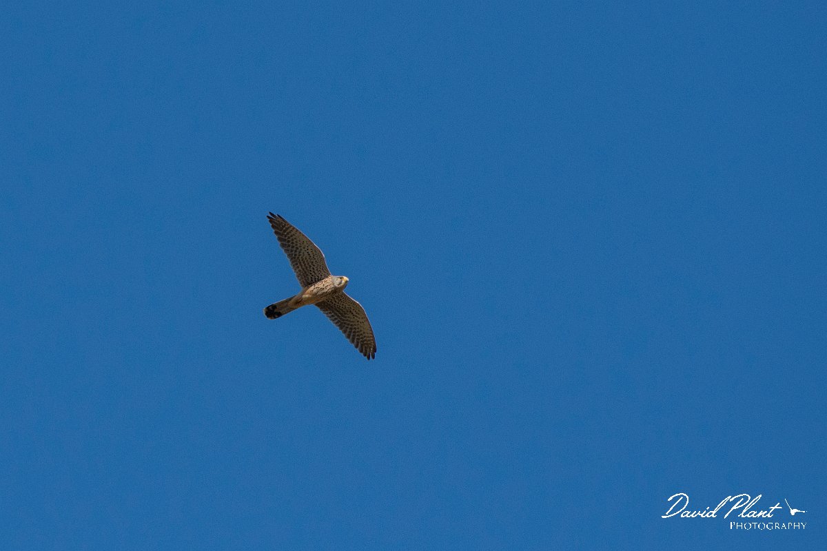 DPPhotography - Cyprus 2 - Common kestrel - C.jpg - Common kestrel - Avagas Gorge, Cyprus