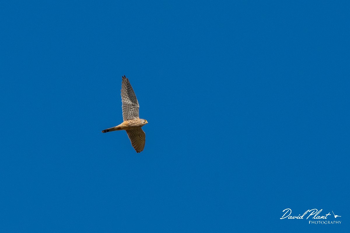 DPPhotography - Cyprus 2 - Common kestrel - D.jpg - Common kestrel - Avagas Gorge, Cyprus
