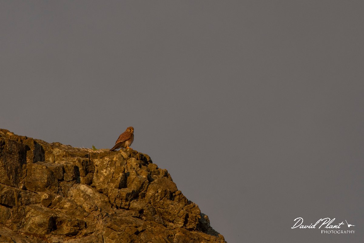 DPPhotography - Cyprus 2 - Common kestrel - E.jpg - Common kestrel - Avagas Gorge, Cyprus