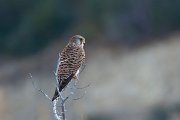 DPPhotography - Cyprus 2 - Common kestrel - A