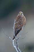 DPPhotography - Cyprus 2 - Common kestrel - B