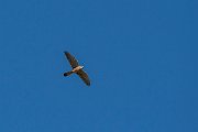 DPPhotography - Cyprus 2 - Common kestrel - C