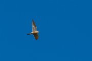 DPPhotography - Cyprus 2 - Common kestrel - D