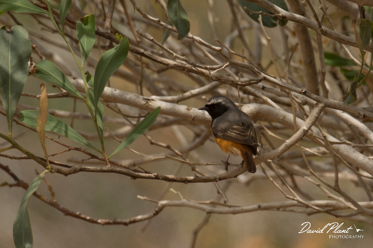 DPPhotography - Cyprus - Common redstart - A.jpg - Common redstart - Agia Napa Sewage Works