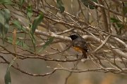 DPPhotography - Cyprus - Common redstart - A