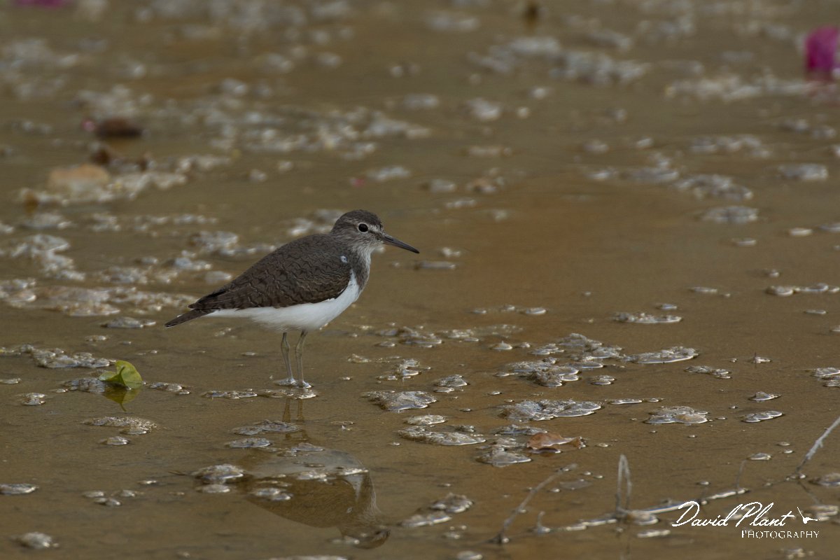 DPPhotography - Cyprus - Common sandpiper - A.jpg - Common sandpiper  - Jumbo drain, Larnaca