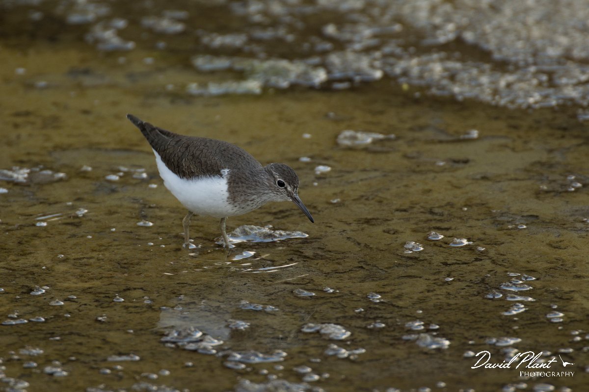 DPPhotography - Cyprus - Common sandpiper - B.jpg - Common sandpiper  - Jumbo drain, Larnaca