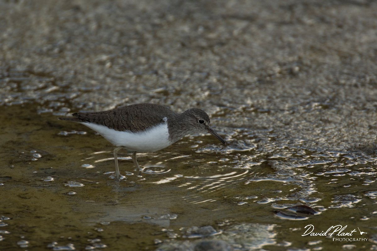 DPPhotography - Cyprus - Common sandpiper - C.jpg - Common sandpiper  - Jumbo drain, Larnaca